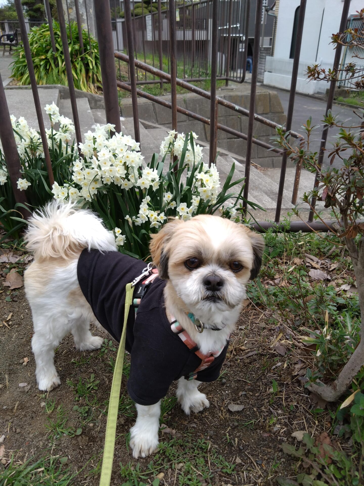 犬