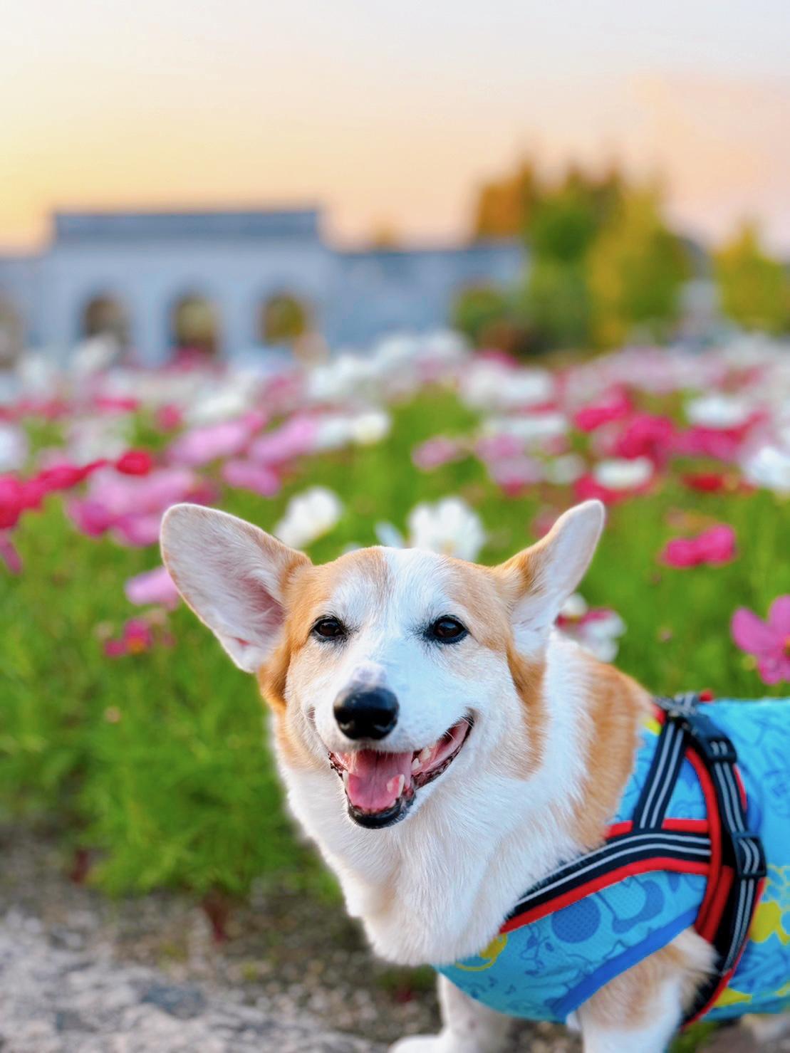 犬