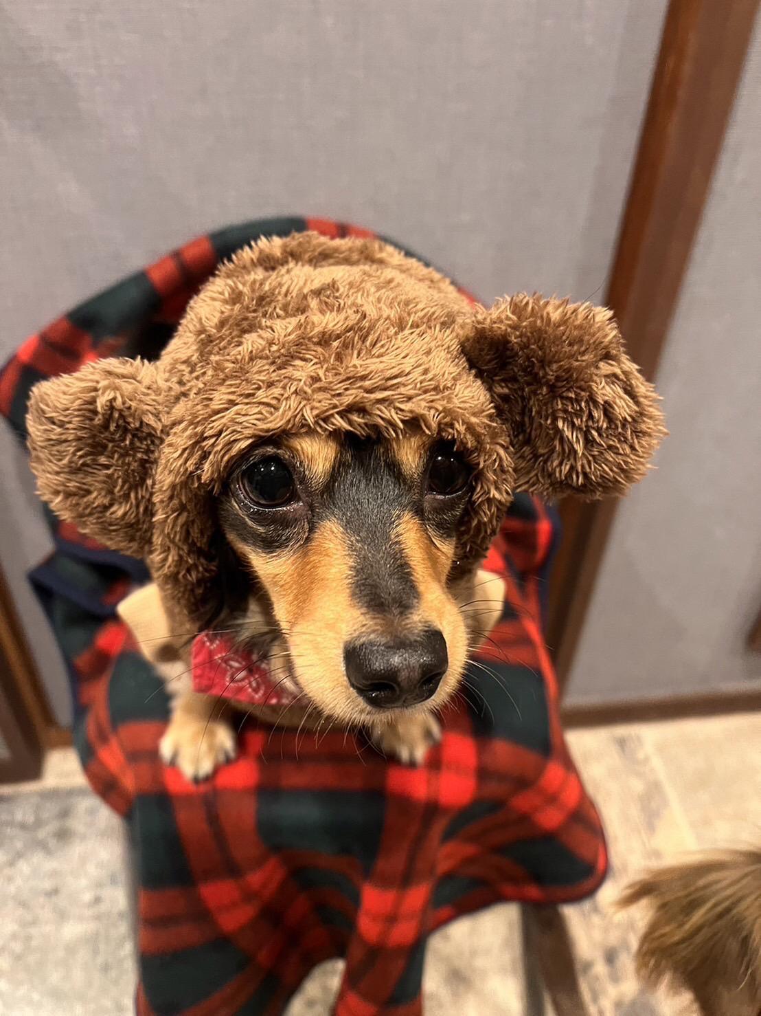 犬